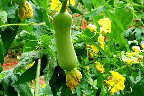 患有甲狀腺結(jié)節(jié)的人,3種蔬菜能不吃就不吃,看看你家有嗎